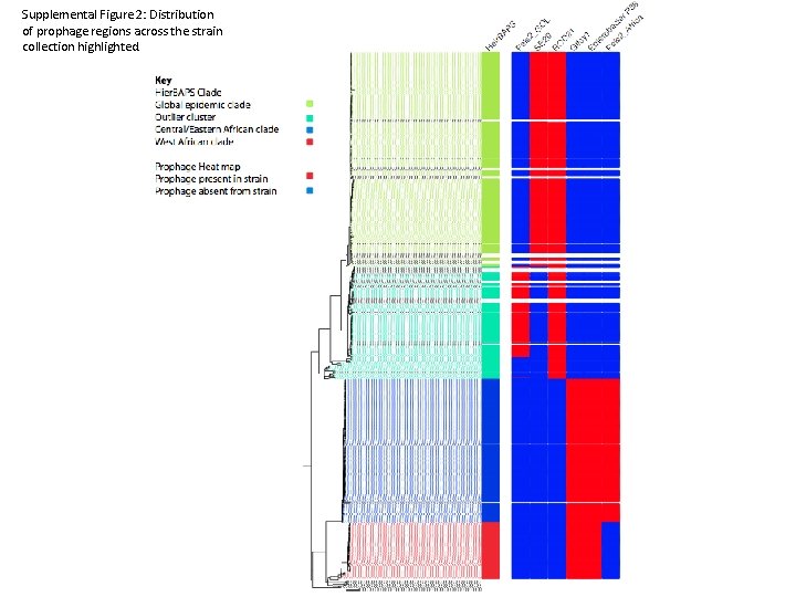 Supplemental Figure 2: Distribution of prophage regions across the strain collection highlighted. 
