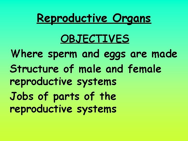 Reproductive Organs OBJECTIVES Where sperm and eggs are made Structure of male and female