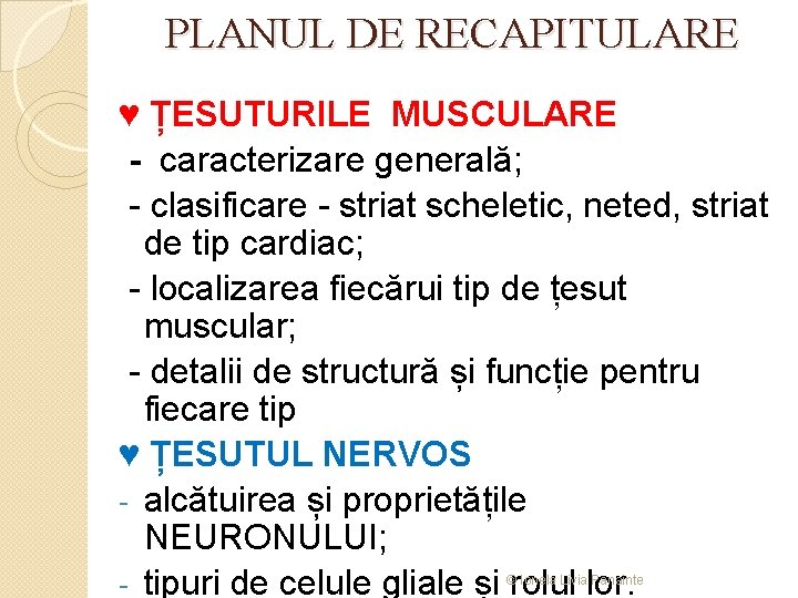 PLANUL DE RECAPITULARE ♥ ȚESUTURILE MUSCULARE - caracterizare generală; - clasificare - striat scheletic,