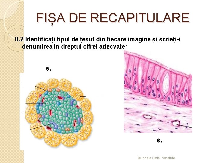 FIȘA DE RECAPITULARE II. 2 Identificați tipul de țesut din fiecare imagine și scrieți-i