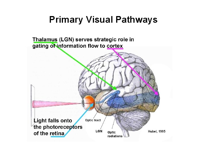 Primary Visual Pathways 