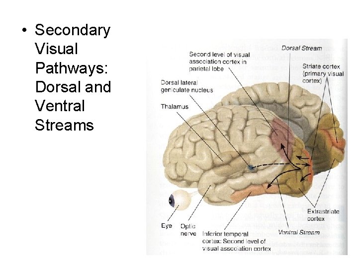  • Secondary Visual Pathways: Dorsal and Ventral Streams 