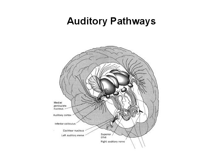 Auditory Pathways 