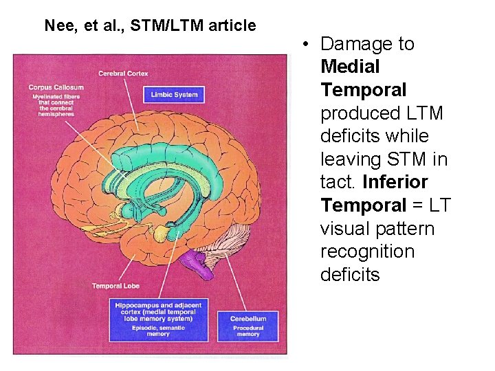 Nee, et al. , STM/LTM article • Damage to Medial Temporal produced LTM deficits