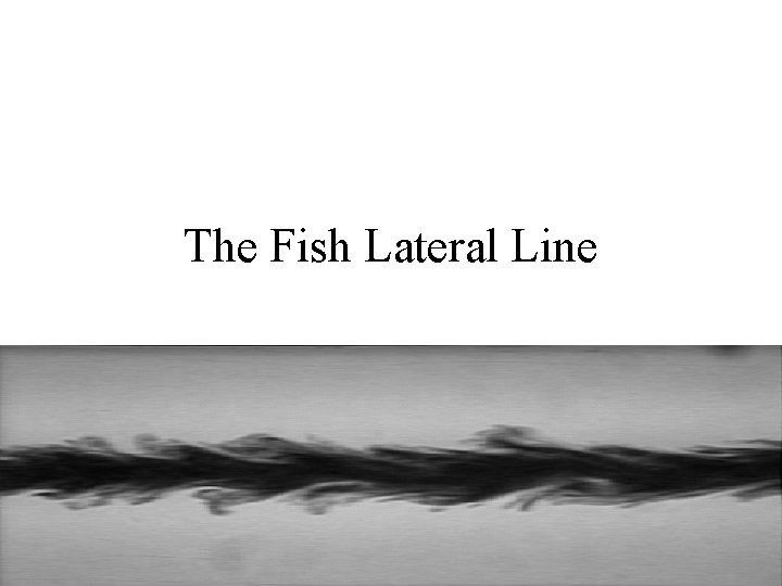 The Fish Lateral Line 