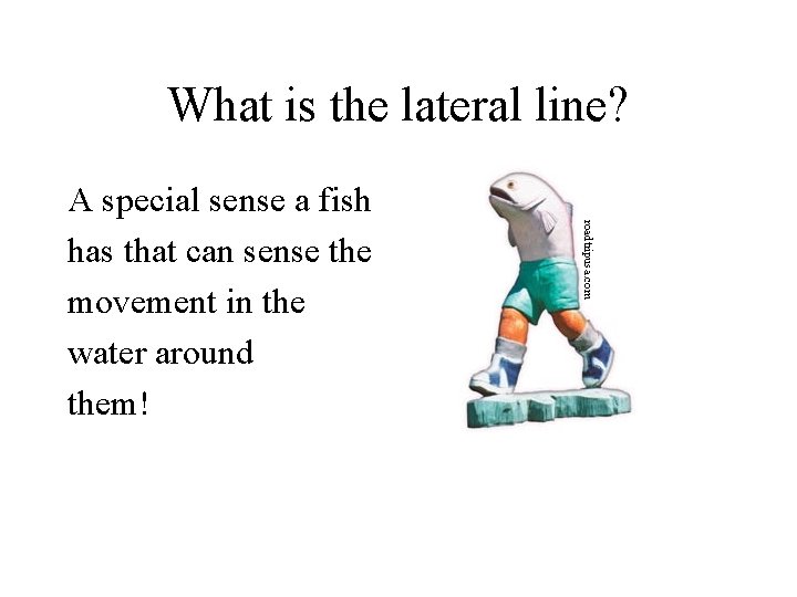 What is the lateral line? roadtripusa. com A special sense a fish has that