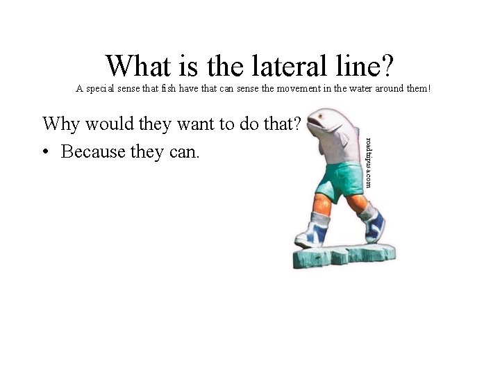 What is the lateral line? A special sense that fish have that can sense