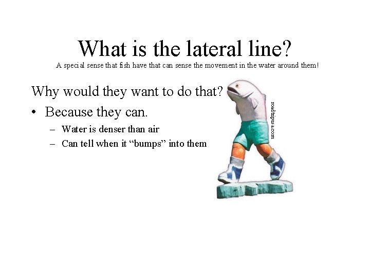 What is the lateral line? A special sense that fish have that can sense