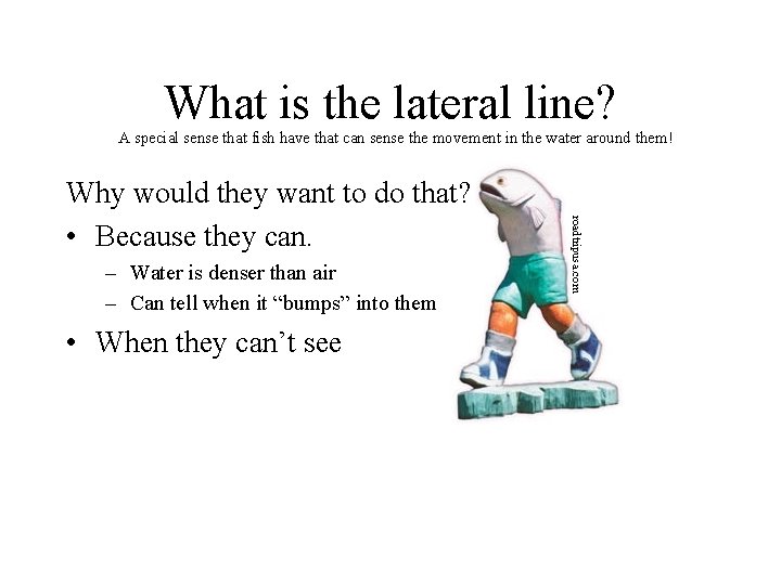 What is the lateral line? A special sense that fish have that can sense