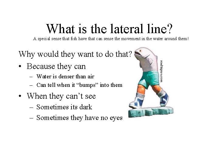 What is the lateral line? A special sense that fish have that can sense