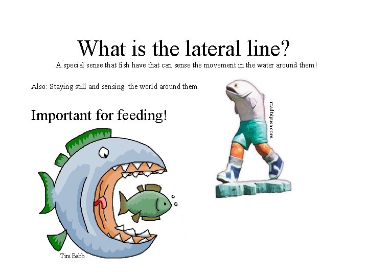 What is the lateral line? A special sense that fish have that can sense