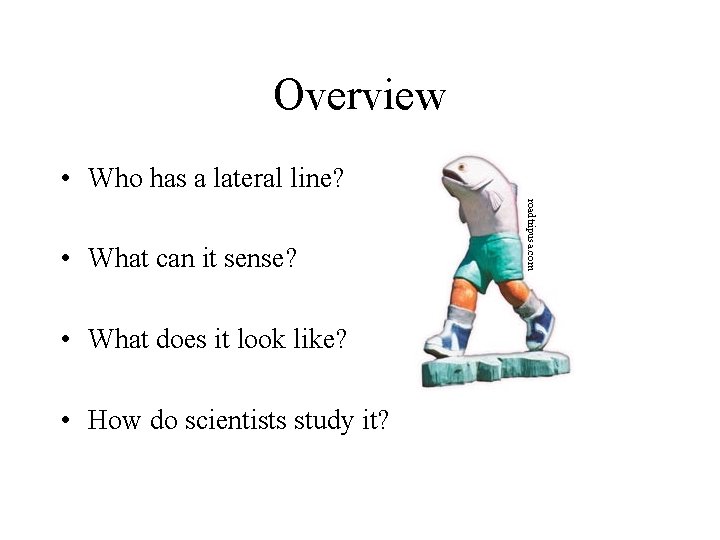 Overview • Who has a lateral line? • What does it look like? •