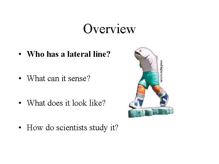 Overview • Who has a lateral line? • What does it look like? •