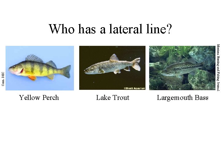 Who has a lateral line? Conn. DEC UW Sea Grant Montana Hunting and Fishing