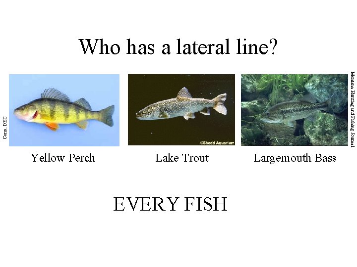 Who has a lateral line? Conn. DEC UW Sea Grant Montana Hunting and Fishing
