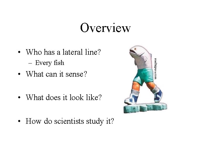 Overview • Who has a lateral line? • What can it sense? • What