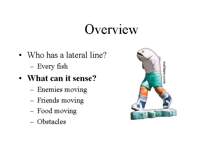 Overview • Who has a lateral line? • What can it sense? – –