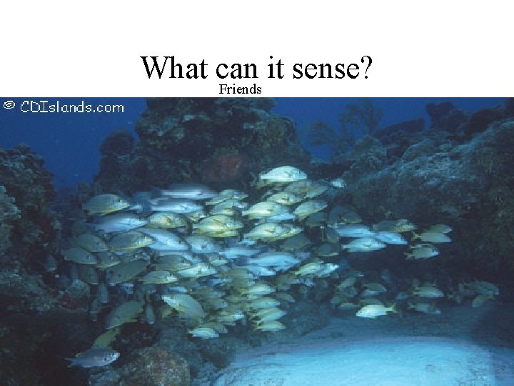 What can it sense? Friends Schooling fish can sense that they are near their