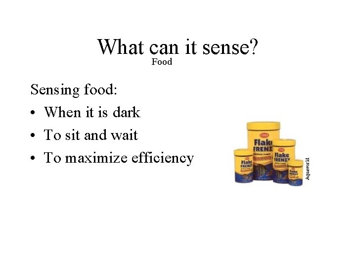 Sensing food: • When it is dark • To sit and wait • To