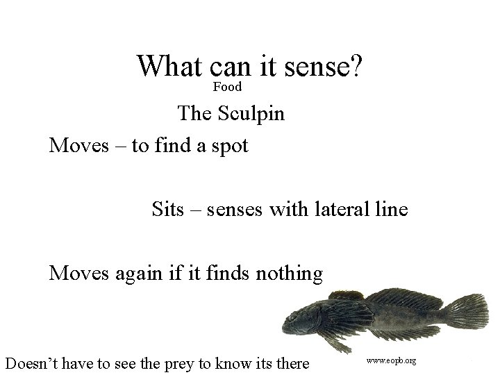 What can it sense? Food The Sculpin Moves – to find a spot Sits