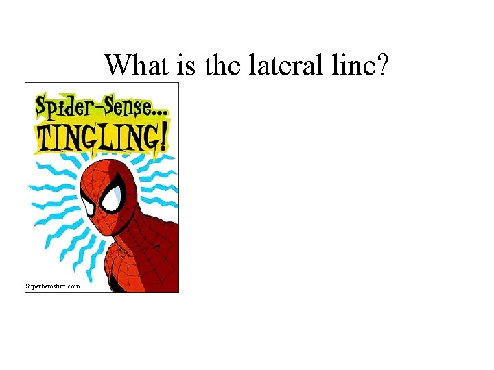 What is the lateral line? Superherostuff. com 