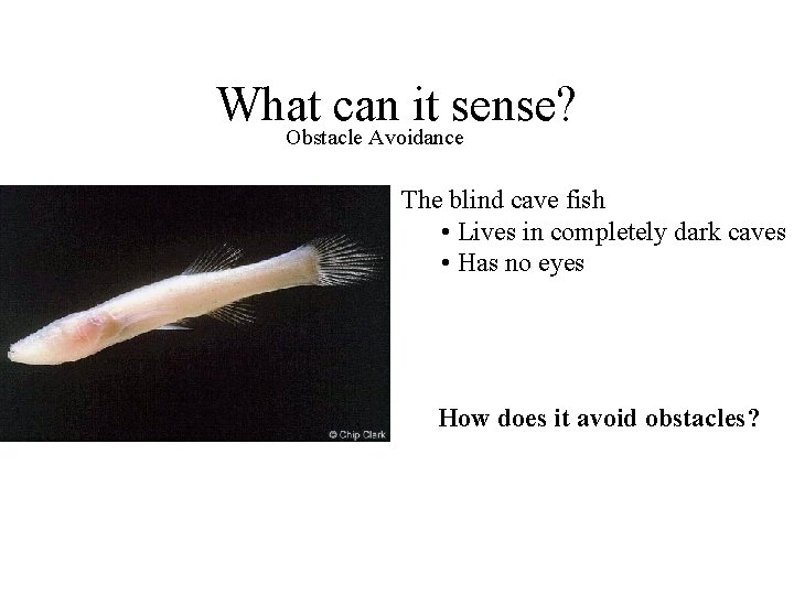 What can it sense? Obstacle Avoidance The blind cave fish • Lives in completely