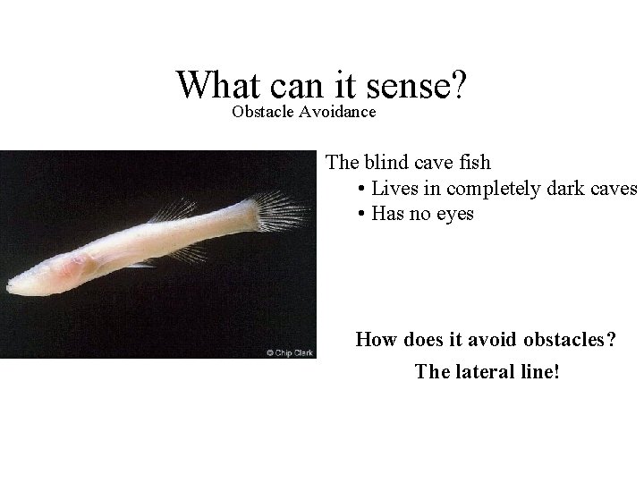 What can it sense? Obstacle Avoidance The blind cave fish • Lives in completely