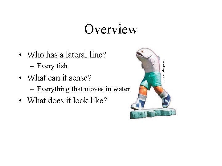 Overview • Who has a lateral line? • What can it sense? – Everything