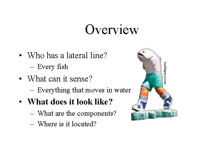 Overview • Who has a lateral line? • What can it sense? – Everything