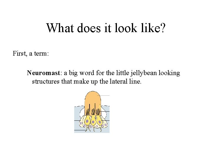 What does it look like? First, a term: Neuromast: a big word for the