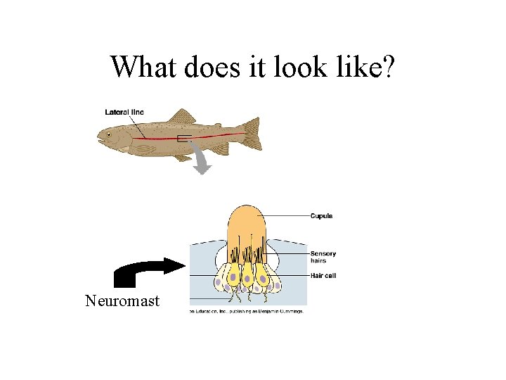 What does it look like? Neuromast 
