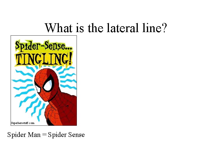 What is the lateral line? Superherostuff. com Spider Man = Spider Sense 