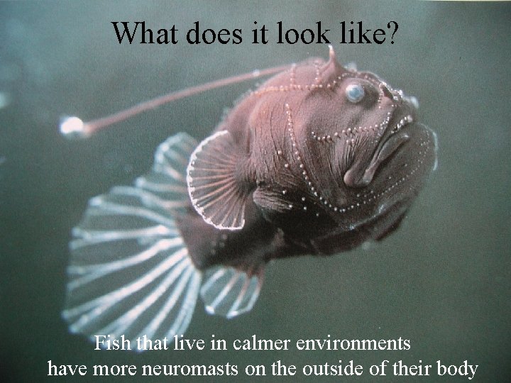 What does it look like? Fish that live in calmer environments have more neuromasts