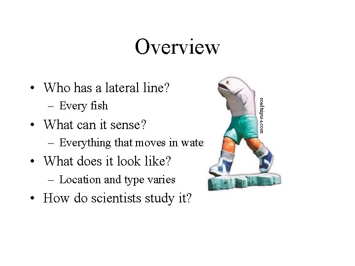 Overview • Who has a lateral line? • What can it sense? – Everything