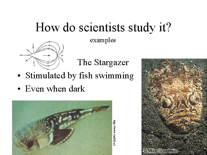 How do scientists study it? examples The Stargazer • Stimulated by fish swimming •