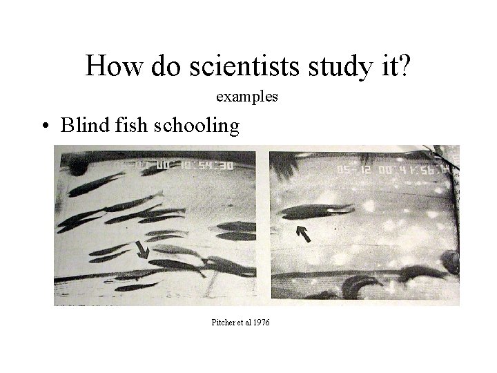 How do scientists study it? examples • Blind fish schooling Pitcher et al 1976