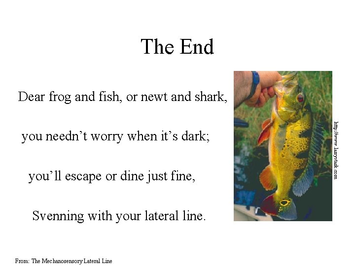 The End Dear frog and fish, or newt and shark, you’ll escape or dine