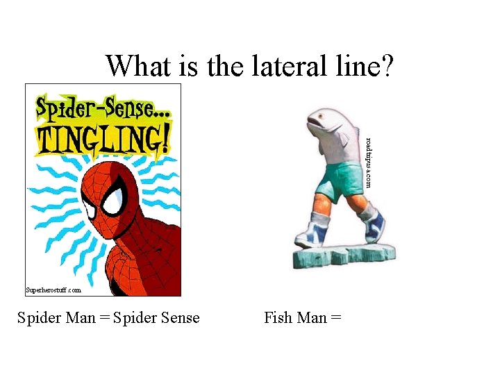 What is the lateral line? roadtripusa. com Superherostuff. com Spider Man = Spider Sense