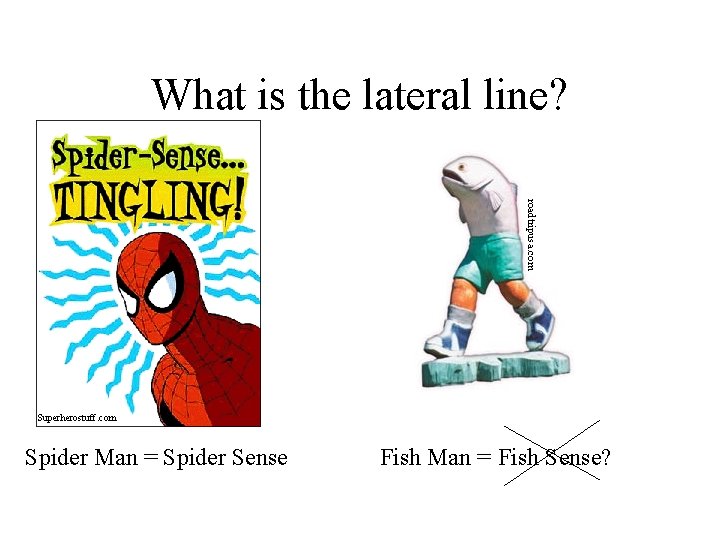 What is the lateral line? roadtripusa. com Superherostuff. com Spider Man = Spider Sense