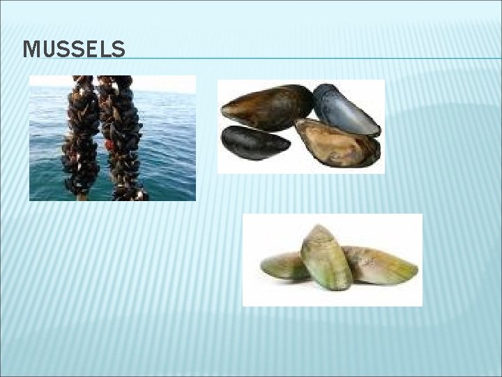 MUSSELS 