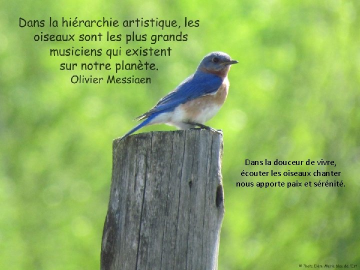 Dans la douceur de vivre, écouter les oiseaux chanter nous apporte paix et sérénité.