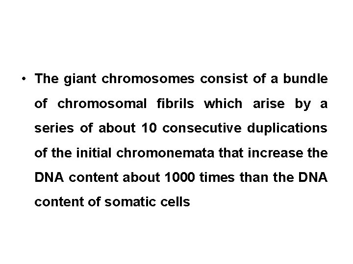  • The giant chromosomes consist of a bundle of chromosomal fibrils which arise