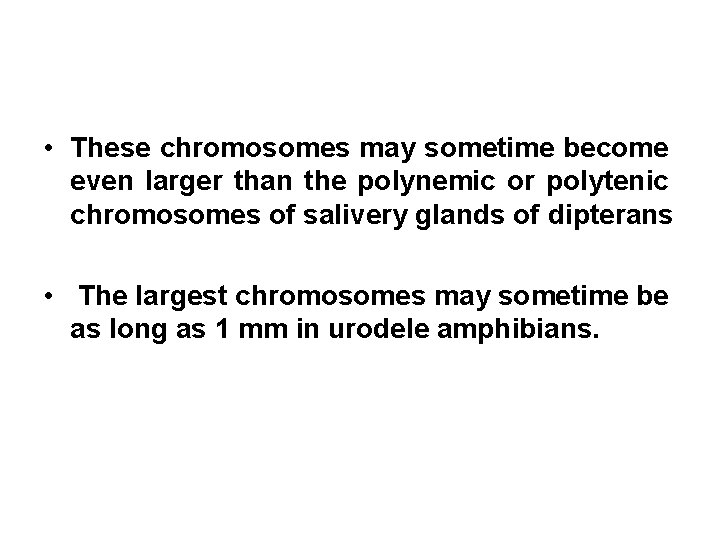  • These chromosomes may sometime become even larger than the polynemic or polytenic