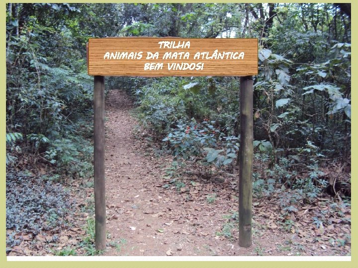 TRILHA ANIMAIS DA MATA ATL NTICA BEM VINDOS! 