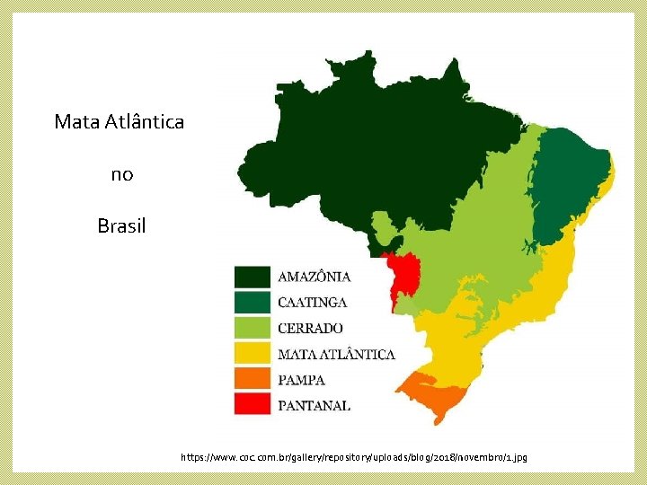 Mata Atlântica no Brasil https: //www. coc. com. br/gallery/repository/uploads/blog/2018/novembro/1. jpg 