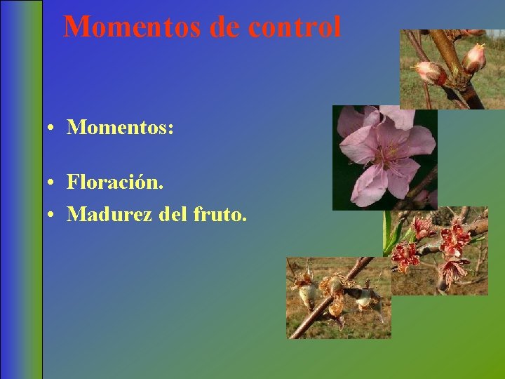 Momentos de control • Momentos: • Floración. • Madurez del fruto. 