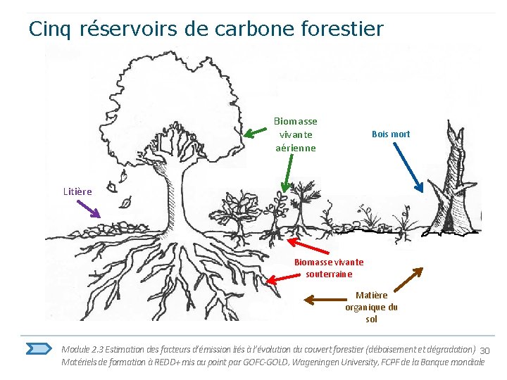 Cinq réservoirs de carbone forestier Biomasse vivante aérienne Bois mort Litière Biomasse vivante souterraine