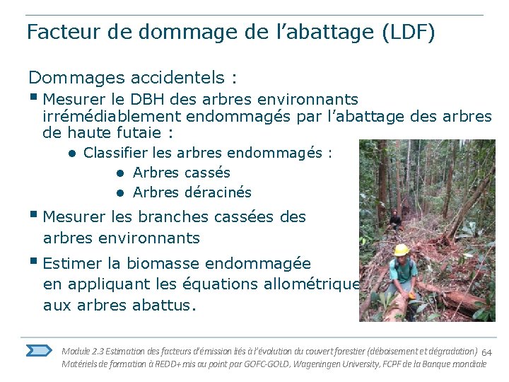 Facteur de dommage de l’abattage (LDF) Dommages accidentels : § Mesurer le DBH des