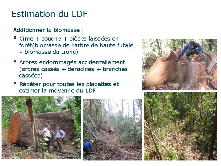 Estimation du LDF Additionner la biomasse : § Cime + souche + pièces laissées