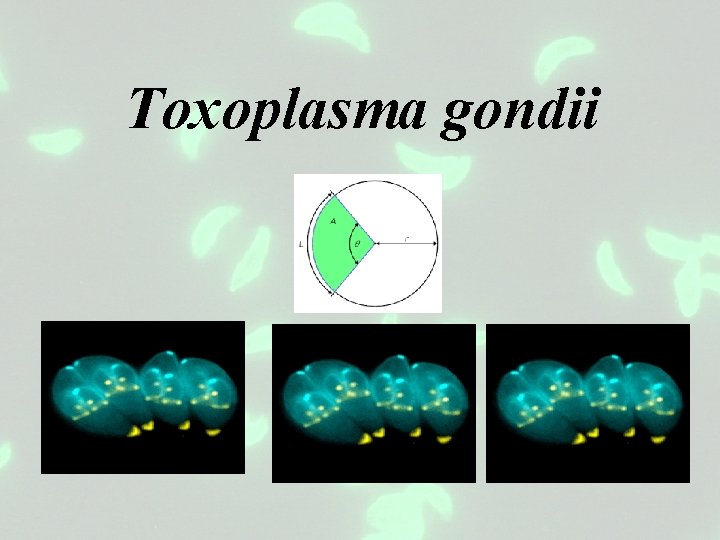 Toxoplasma gondii 